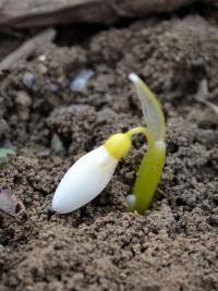 Sněženka Elwesova (Galanthus elwesii)
