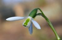 Sněženka Elwesova (Galanthus elwesii)
