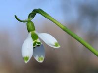 Sněženka Elwesova (Galanthus elwesii)