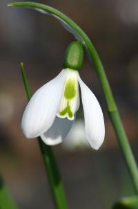 Sněženka Elwesova (Galanthus elwesii)