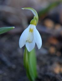 Sněženka Elwesova (Galanthus elwesii)
