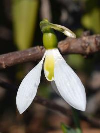 Sněženka Elwesova (Galanthus elwesii)