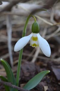Sněženka Elwesova (Galanthus elwesii)