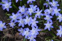 Ladoňka 'Valentine Day' (Scilla)