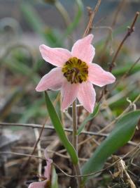 Řebčík (Fritillaria rugillosa)