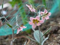 Řebčík (Fritillaria karelinii)