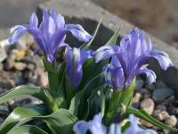 Kosatec Willmottové (Iris willmottiana)