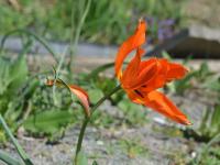 Tulipán