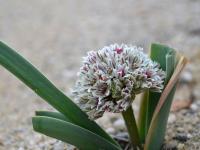 Česnek (Allium egorovae)