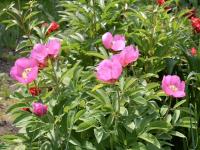 Pivoňka rohatá (Paeonia arietina)