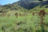 Ločidlo (Ferula kuhistanica)