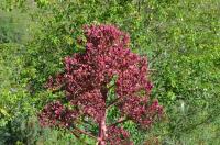 Ločidlo (Ferula kuhistanica)