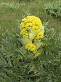 Ločidlo (Ferula kuhistanica)