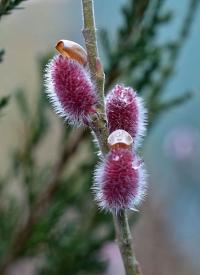 Vrba štíhlopestíkatá (Salix gracilistyla)