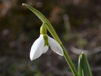 Sněženka Elwesova 'Liisu' (Galanthus elwesii)