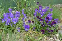 Violka (Viola corsica)