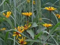 Janeba drsná 'Summer Nights' (Heliopsis helianthoides)