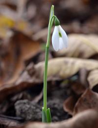 Sněženka Elwesova (Galanthus elwesii var monostictus)