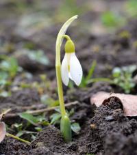 Sněženka Elwesova (Galanthus elwesii var monostictus)