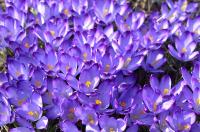 Šafrán Tommasiniho 'Peter Grimshaw' (Crocus tommasinianus)