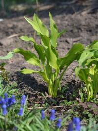 Česnek medvědí 'Chartreuse Wave'