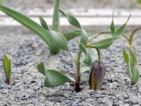 Řebčík (Fritillaria kurdica)
