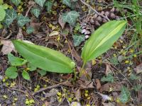 Česnek medvědí 'Variegatum'