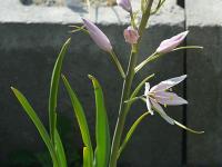 Ladoník Leichtlinův 'Pink Star'