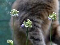 Česnek tmavomodrý (Allium cyaneum)
