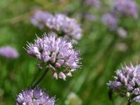Česnek (Allium lusitanicum)
