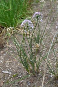 Česnek (Allium rubens)