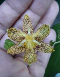 Trojhrotka srstnatá (Tricyrtis hirta)