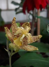 Trojhrotka srstnatá (Tricyrtis hirta)