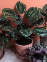 Maranta
