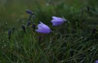 Zvonek jesenický (Campanula gelida)