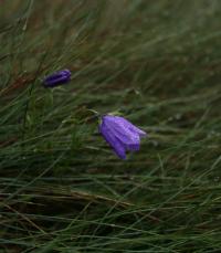 Zvonek jesenický (Campanula gelida)