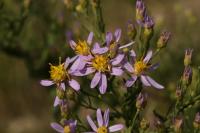 Hvězdnice tečkovaná (Galatella sedifolia)