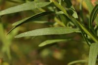 Hvězdnice tečkovaná (Galatella sedifolia)