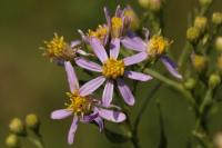 Hvězdnice tečkovaná (Galatella sedifolia)