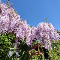 Vistárie (Wisteria)