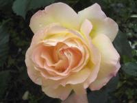 Růže 'Gloria Dei' - Velkokvěté růže (Rosa)