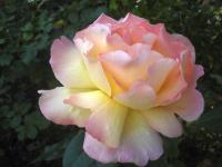 Růže 'Gloria Dei' - Velkokvěté růže (Rosa)