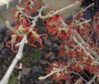 Vilín prostřední 'Diane' (Hamamelis x intermedia)