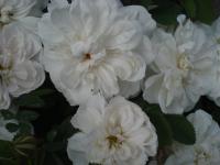 Růže 'Stanwell Perpetual' (Rosa)