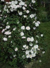 Růže 'Stanwell Perpetual' (Rosa)