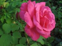 Růže 'Electron' - Velkokvěté růže (Rosa)