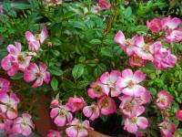 Růže 'Cutie Pie' - Skalkové růže (Rosa)