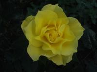 Růže 'Bright Smile' - Mnohokvěté růže (Rosa)