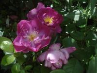 Růže 'Violetta' - Mnohokvěté růže (Rosa)