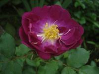 Růže 'Violetta' - Mnohokvěté růže (Rosa)